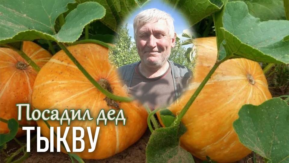 Куда садить тыкву, если нет места? #дача