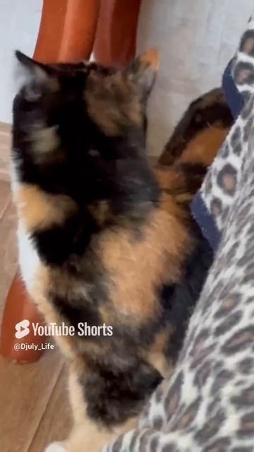 Всем Мяу-Привет 👋 от Кузи и Мурки 🐈 🐱, а также отличного настроения 🫶👌👋