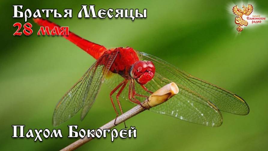 Братья месяцы 28 мая - Пахом Бокогрей