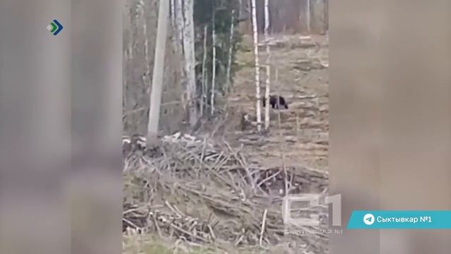 Косолапых заметили в разных частях Вуктыла