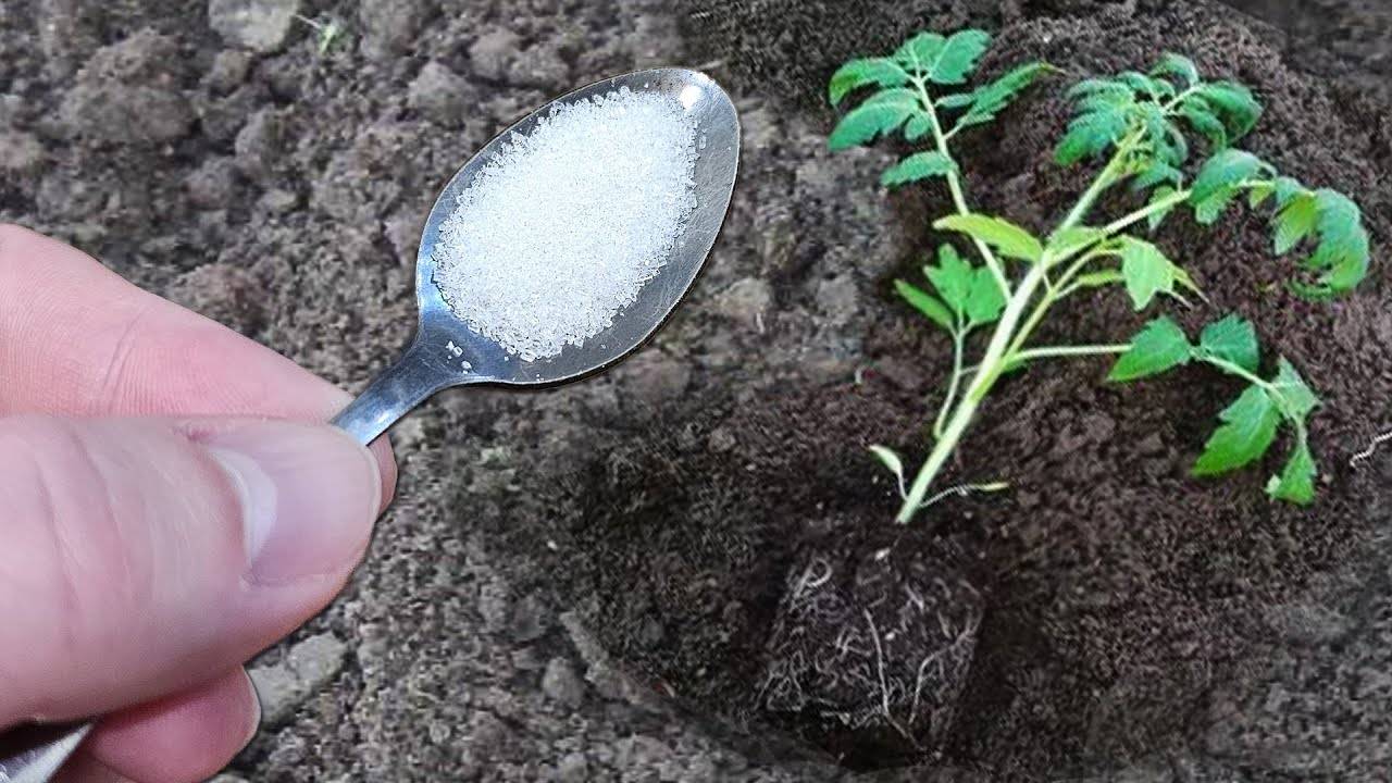 Киньте это в лунку при посадке Томатов, Огурцов, Перца и они сразу пойдут в рост и не будут болеть!