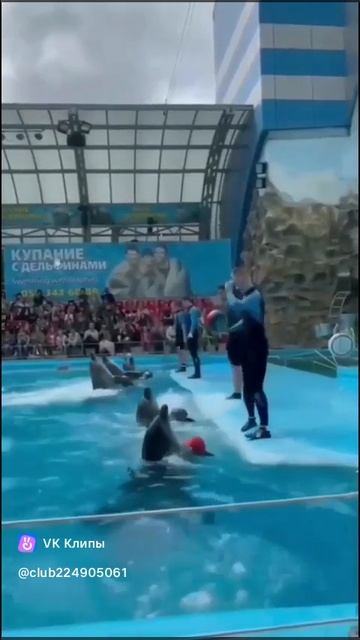 Весёлые дельфины 🐬🐬🐬