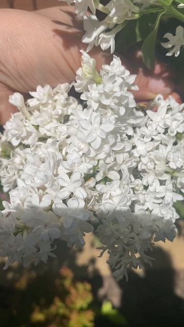 Белая махровая сирень