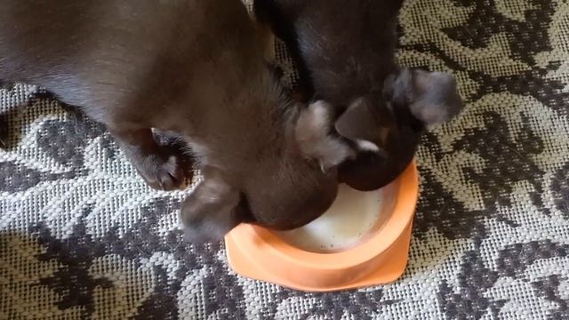 На завтрак очень вкусная ряженка!🤗🐾❤️🐾