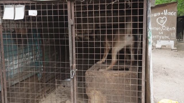 Ушки и лапки — всё в порядке. 3-й выпуск