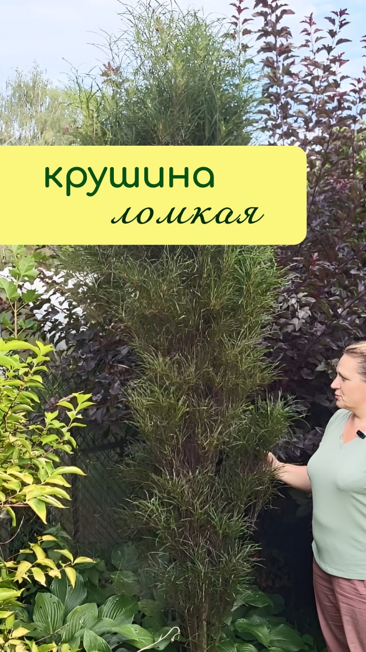 КРУШИНА ломкая