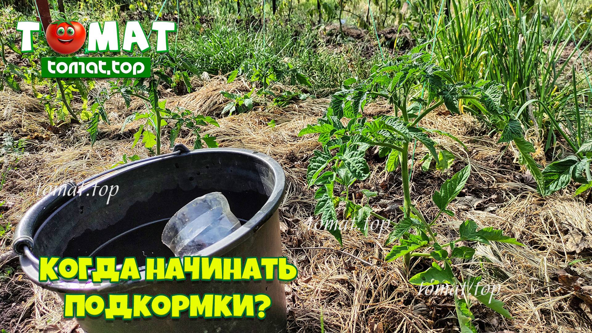 Когда начинать первые подкормки томатов после высадки на грядку?
