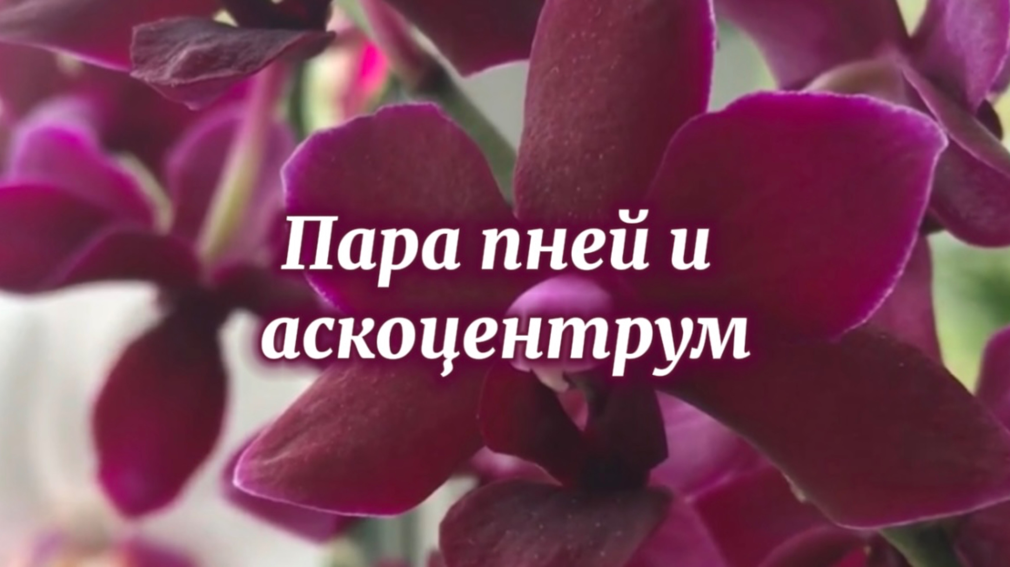 Пересадка аскоцентрума и борьба за выживание нескольких орхидеюшек