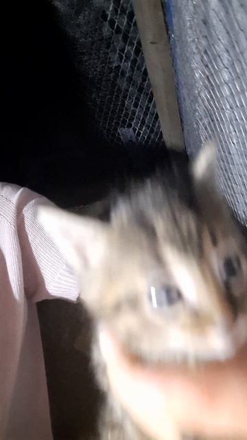 котенок вдобрыйруки девочка