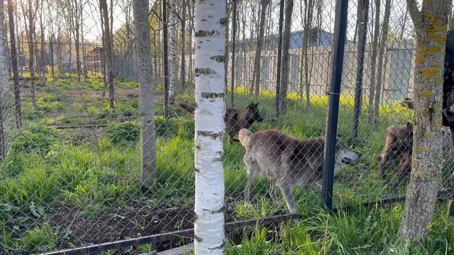 Нашли волчат в логове‼️ какие и сколько их…