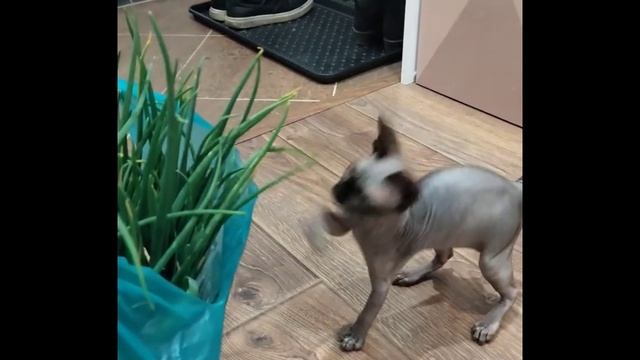 Конкурсное видео "Мой питомец" Кася