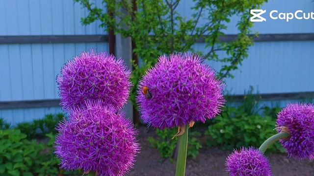 1000020647.mp4
#Яркие краски #шмель 🐝