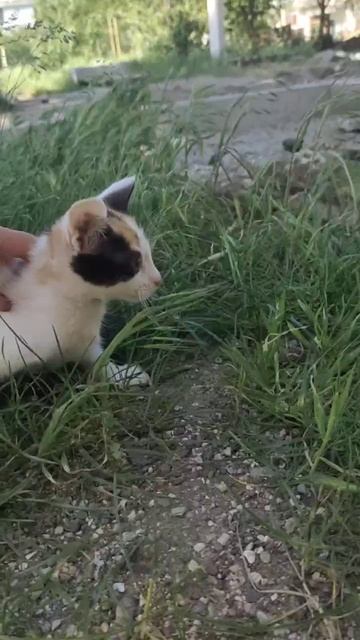 котенок в добрые руки