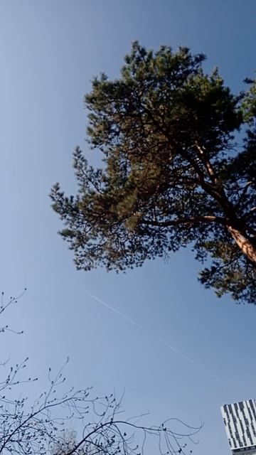 г Екатеринбург лес🌳🌿☘🌴🌲🌲🤘👍👍