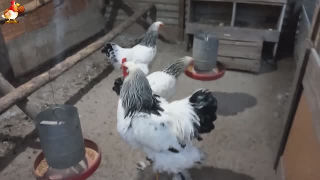 Куры Брама с лохматыми лапами прекрасные несушки (5)