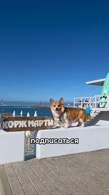 Собака-улыбака немного попрошайка  #коржмарти #корги #смешныеживотные