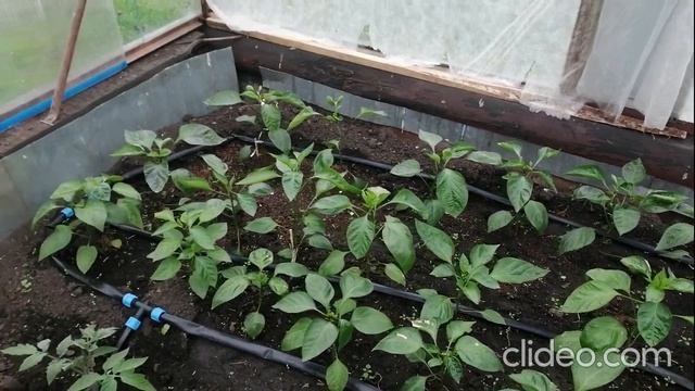 капельный полив
