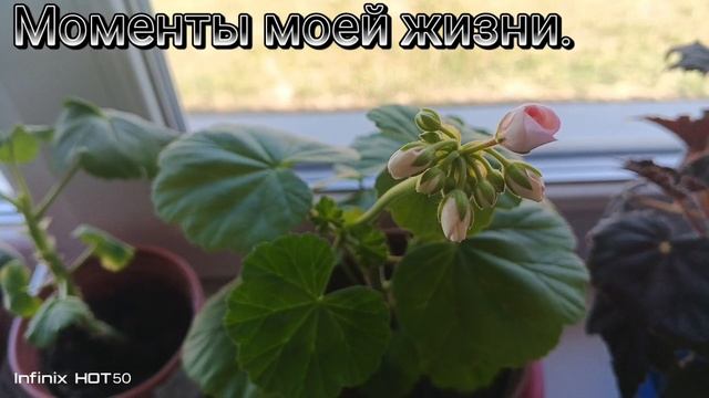 28 мая 2025 года.Пеларгонии зацветают🌿🪻🌼