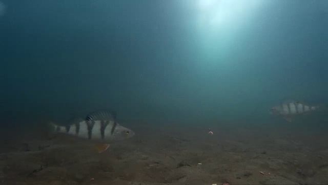 Подводное видео окунь пошёл на таран на 6 минуте.
