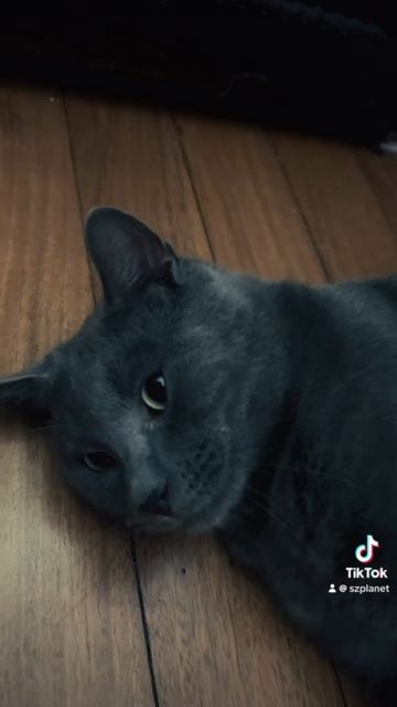 Кошачья морда и потягушки. Музыка 🎵 @volanicky #котикимилые #котик #потягушки #питомец