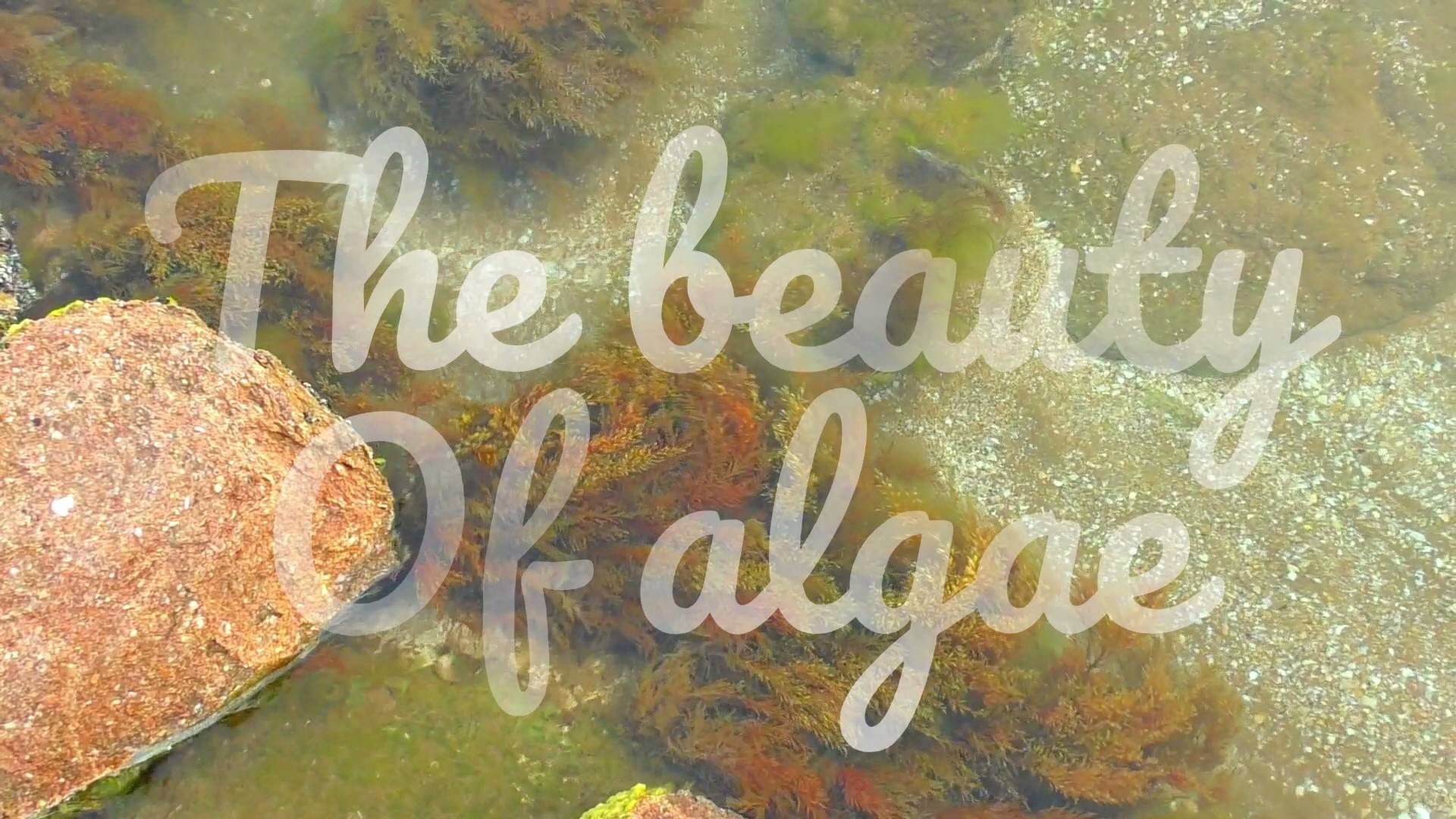 The beauty of algae
