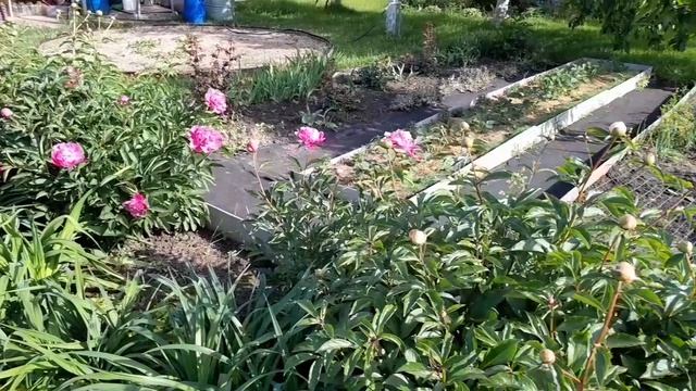 Сад и огород в конце мая.