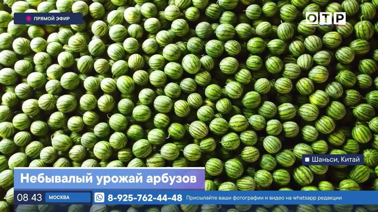 Небывалый урожай арбузов