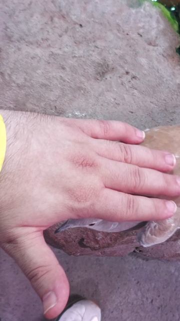 Погладил голубя
