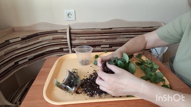 Хойя Матильда.Пересадка с болталкой
