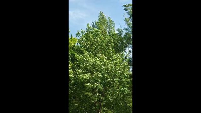 прогулка с ветром