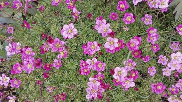 Камнеломка не спасает от сорняков