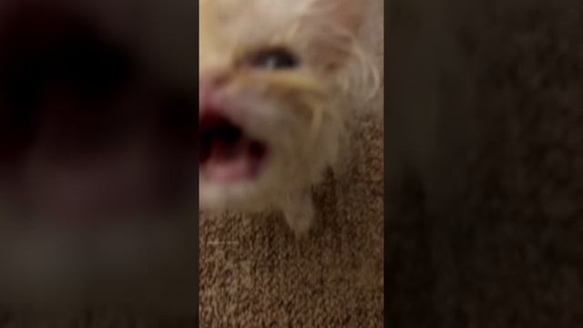 Котики