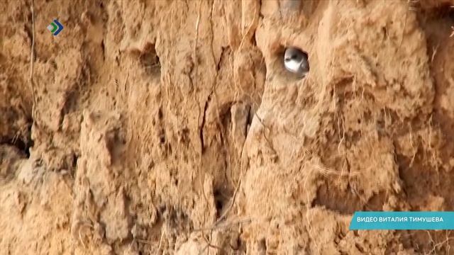 В столичной Эжве заметили появление береговых ласточек