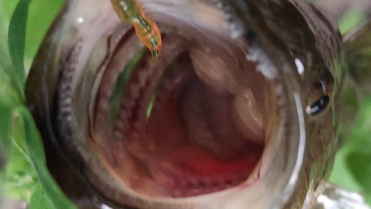 ТОП МЕСТО ДЛЯ РЫБАЛКИ!#хобби#рыбалка#fish#fishing#природа#отдых#рыба#shorts#красота