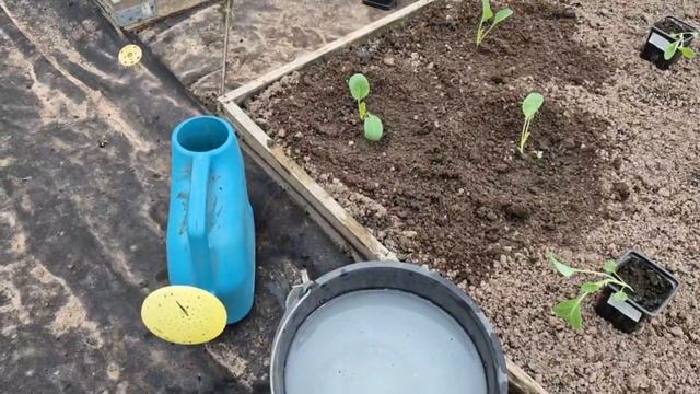 Пересадка рассады капусты в открытый грунт