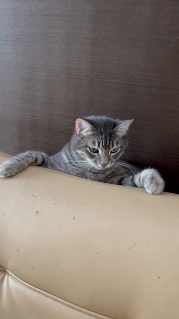 Смешной котик 🐱