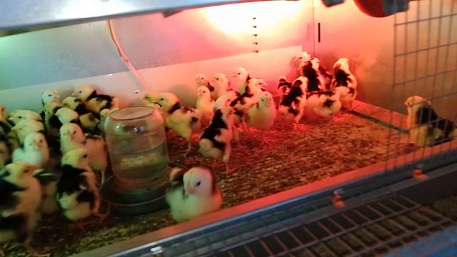 28 мая, хранение инкубационого яйца в погребе
