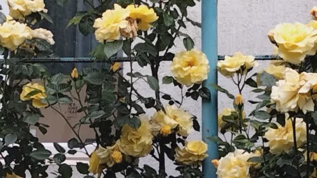 Цветут плетистые розы.