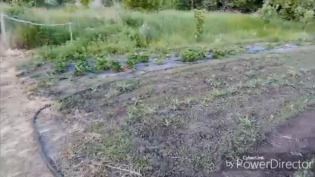 Жара и ветер, только вечером можно что-то сделать.