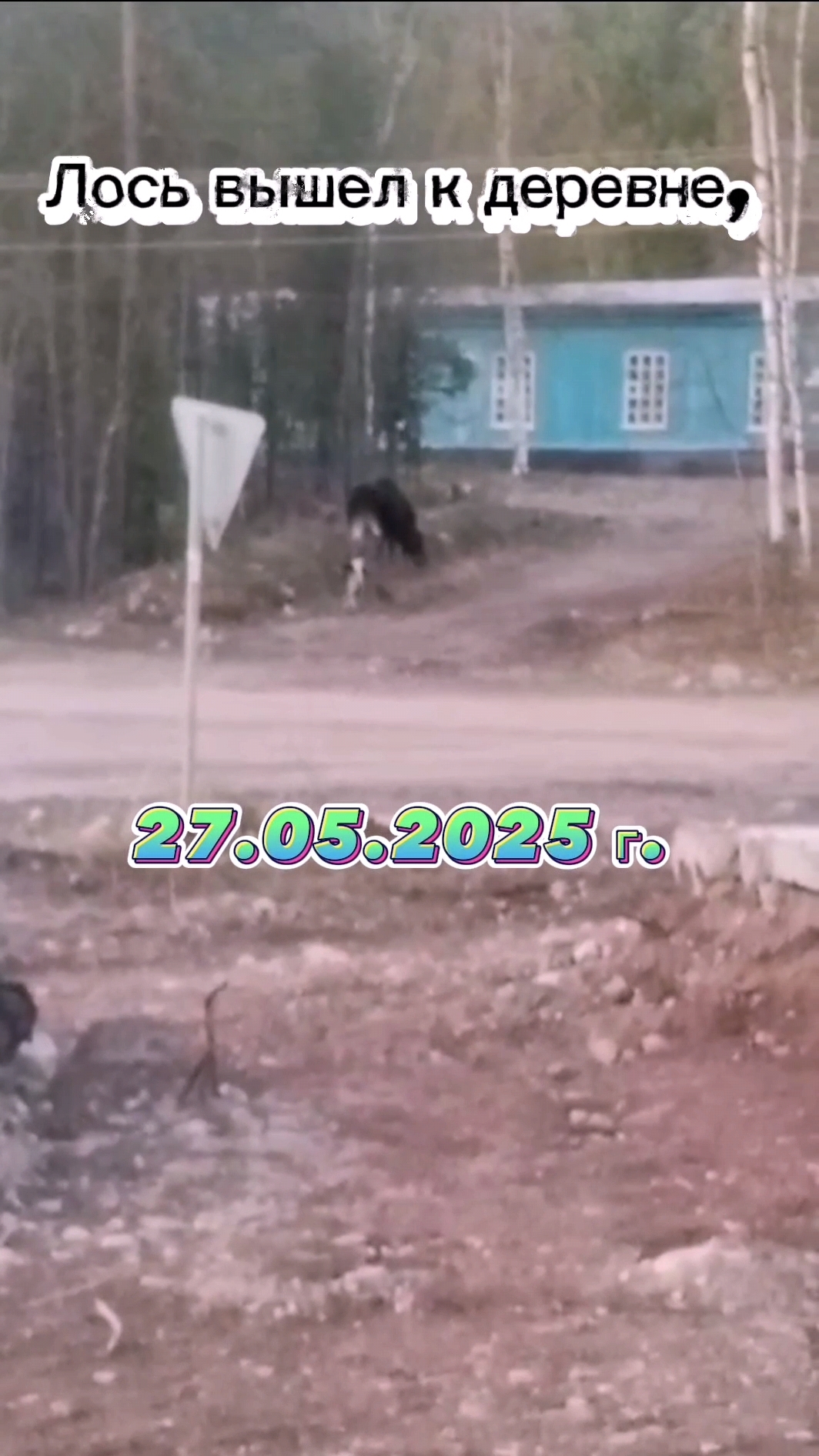 ЛОСЬ ИЛИ ЛОСИХА. ЗАГЛЯНУТЬ НЕ УСПЕЛ. #лось #природа #дикаяприрода