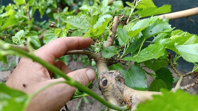 Потенциал восстановления шелковицы после заморозков.