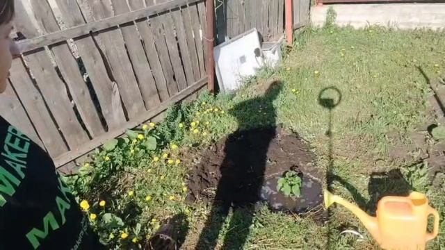 С утра ходим босиком по траве и сажаем кустарник 🌳 Случайный прохожий в аптеке 🐕
