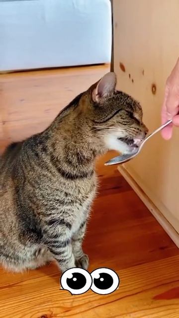 Котики
