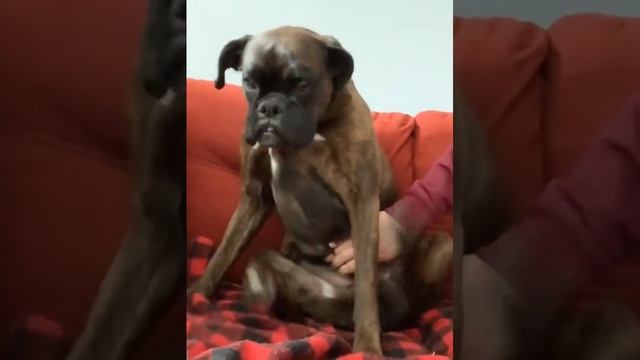 Наши удивительные собачки🤣😁🤣