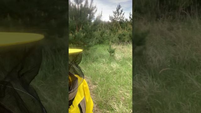 Пасека в лесу