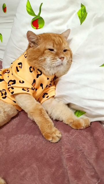 #музыка #снятсясны #котыкошки