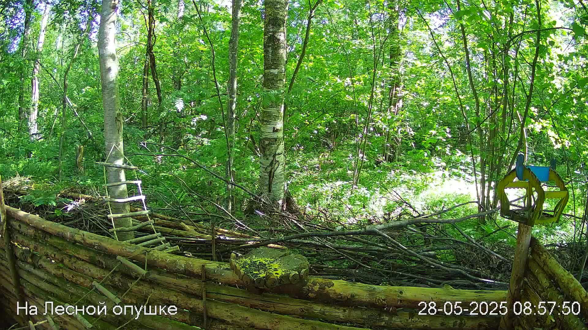Весений лес онлайн   #Relaxing #природа #звуки леса #птицы  #погода