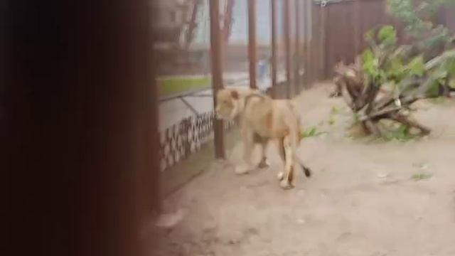 Гости из Москвы. Видео от мамы