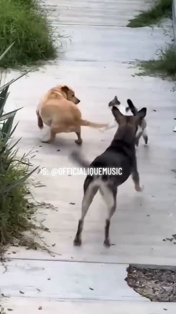 2 #dogs against 1 #cat is crazy😂 #funny #catshorts #dogshorts #fight #turkey #istanbul #gohard #iqu