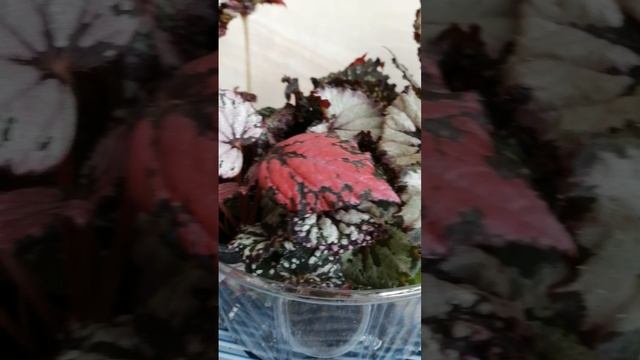 Детки бегоний в излишках есть новинки лик, дс писать на вацап 89507407242